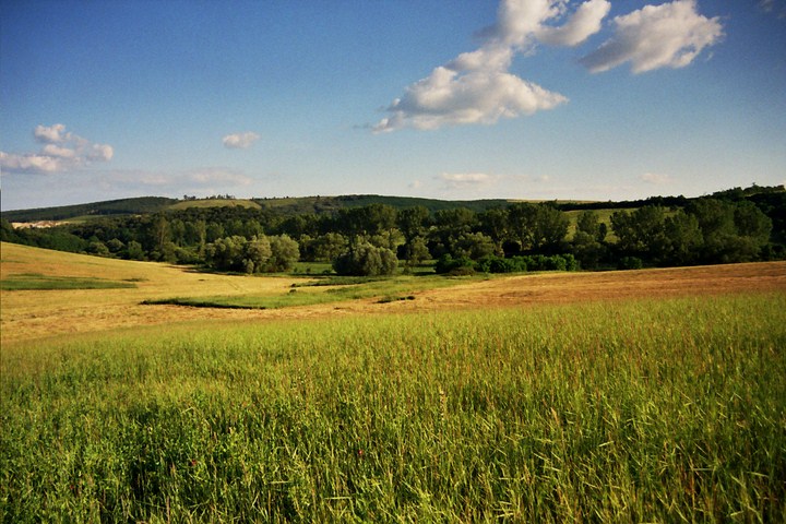 Kaszáló az első évben.