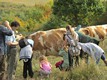 Őszi séta: Milyen részei vannak a tehénnek - gyakorlati óra